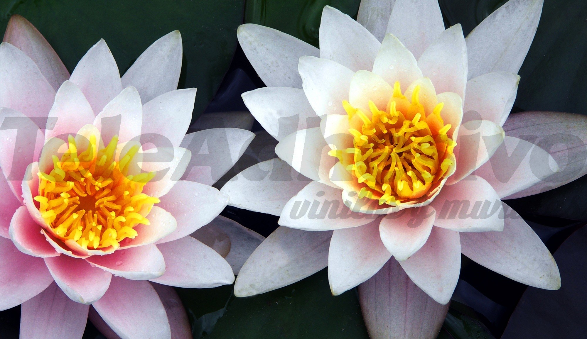 Fototapeten: Lotus-Blumen