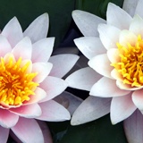 Fototapeten: Lotus-Blumen 2