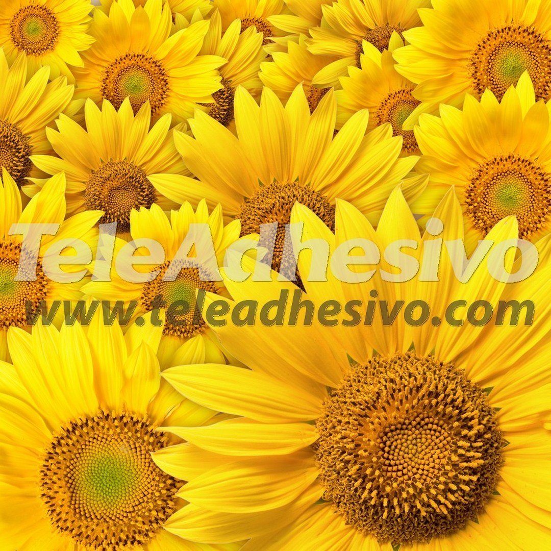 Fototapeten: Sonnenblumen