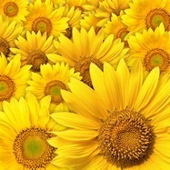 Fototapeten: Sonnenblumen 3