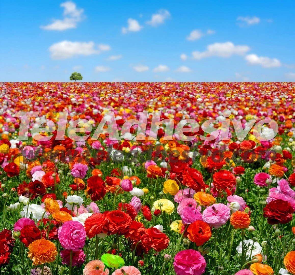 Fototapeten: Feld der Blumen