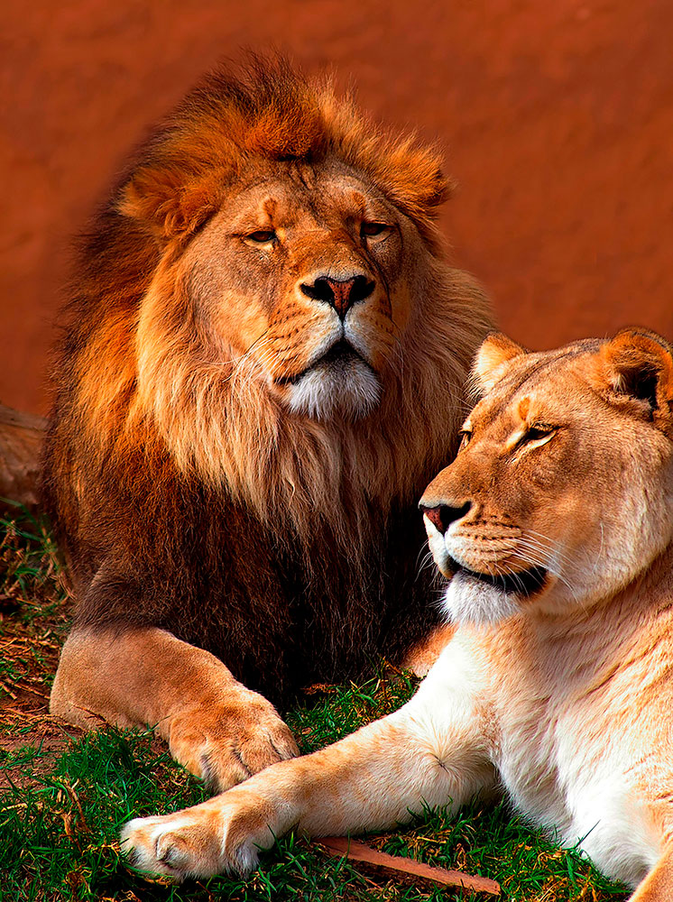 Fototapeten: Lion und L&ouml;win