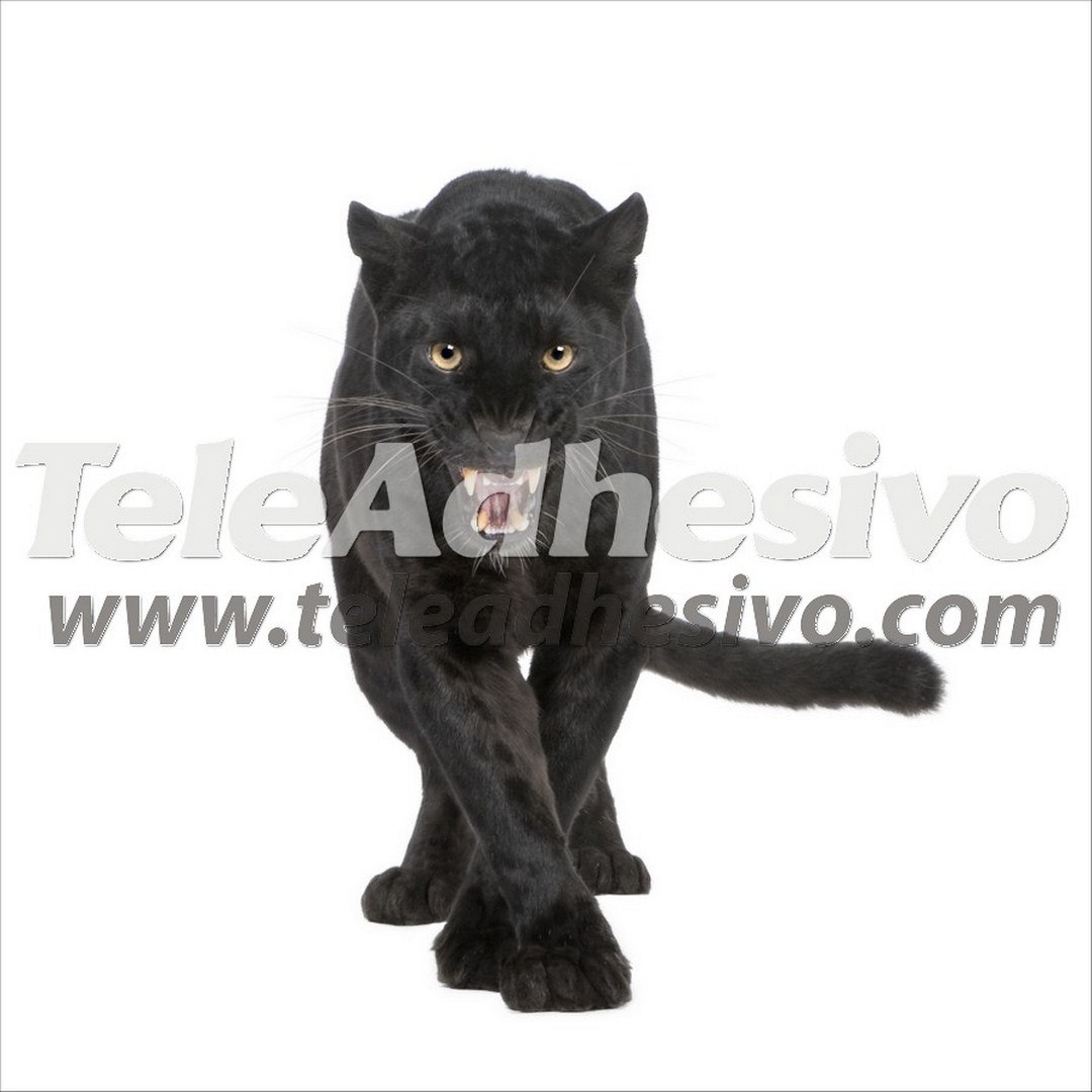 Fototapeten: Black Panther