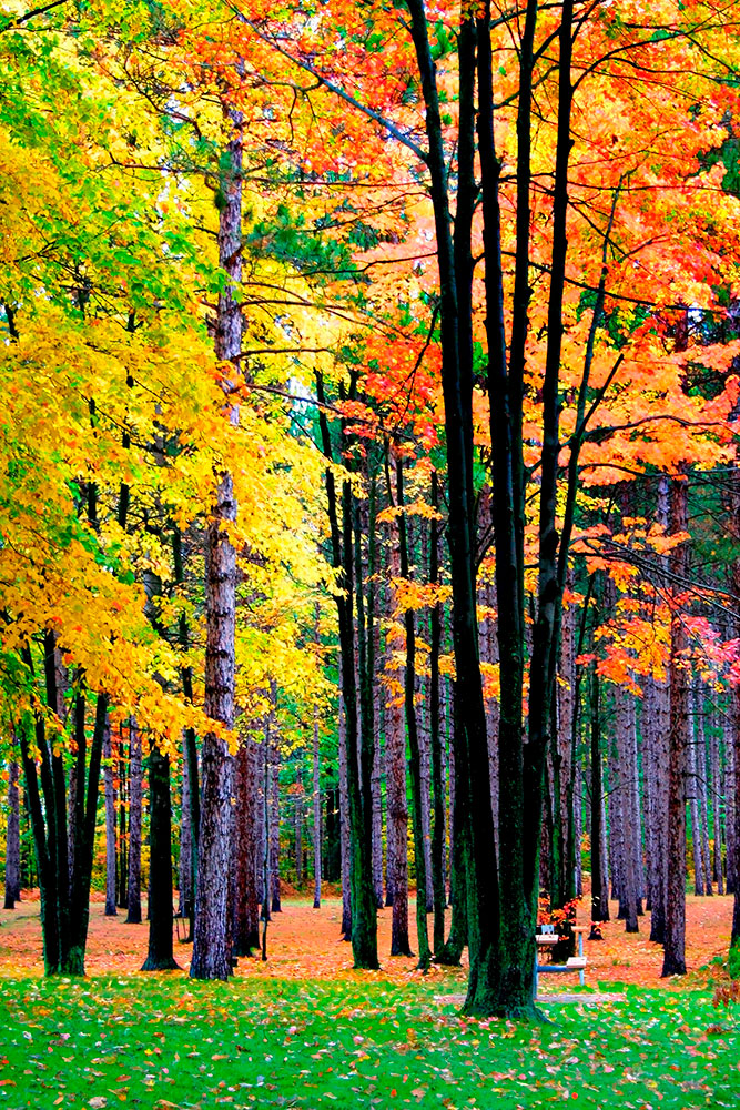 Fototapeten: Herbstlicher wald