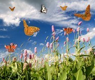 Fototapeten: Schmetterlinge im Lavendelfeld 3