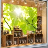 Fototapeten: Bl&auml;tter 10