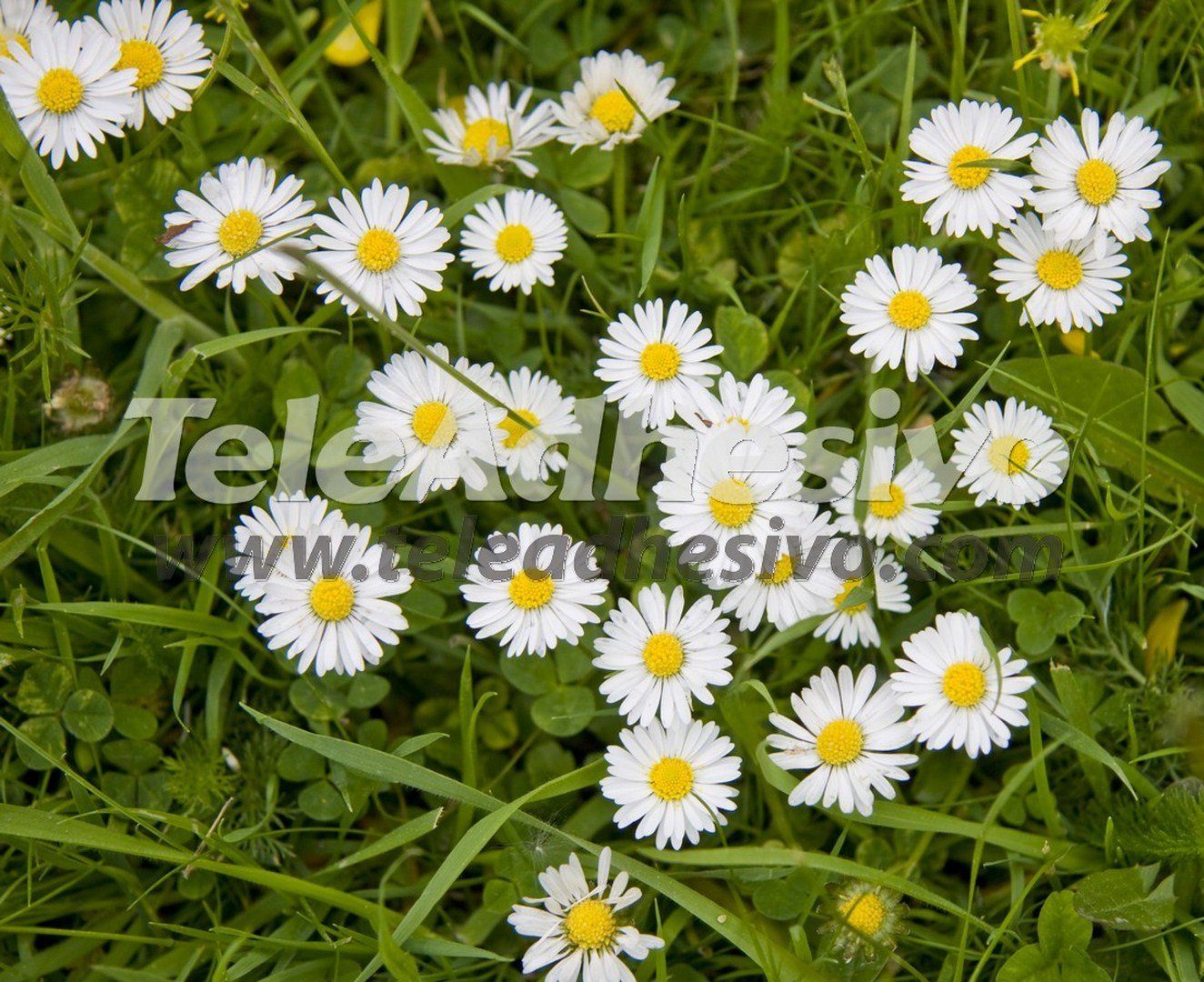 Fototapeten: Gänseblümchen