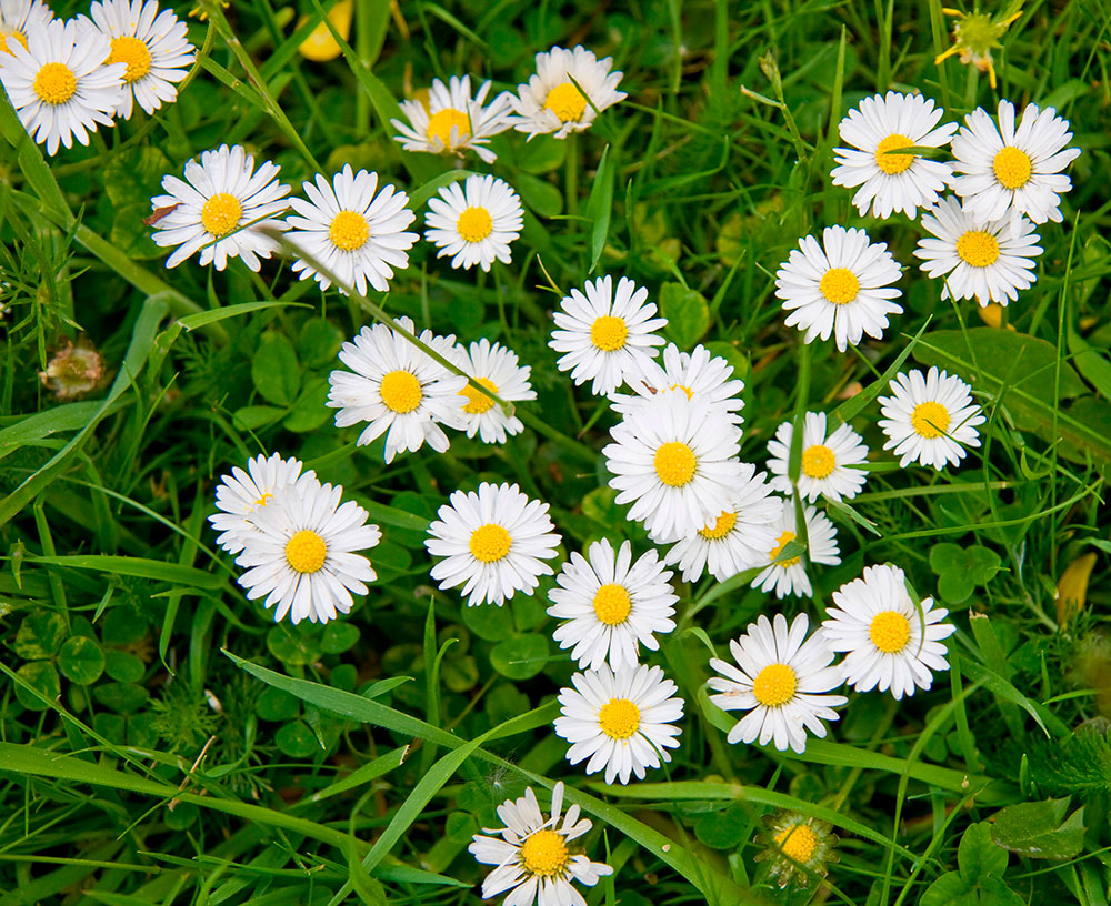 Fototapeten: G&auml;nsebl&uuml;mchen