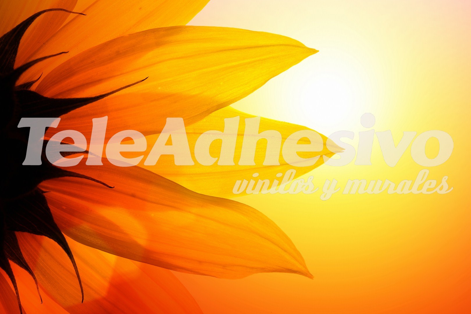 Fototapete Sunflower | WebWandtattoo.com