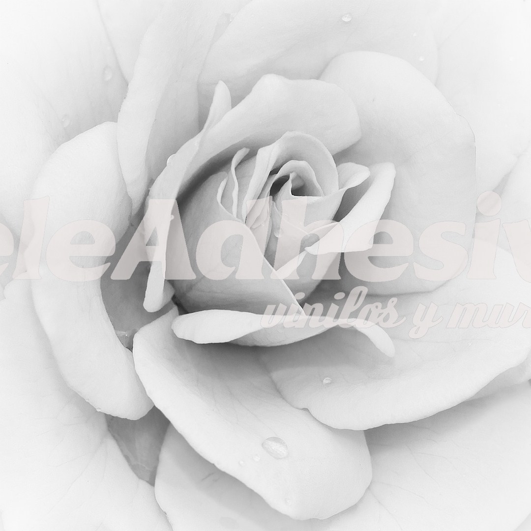 Fototapeten: Iceberg Rose