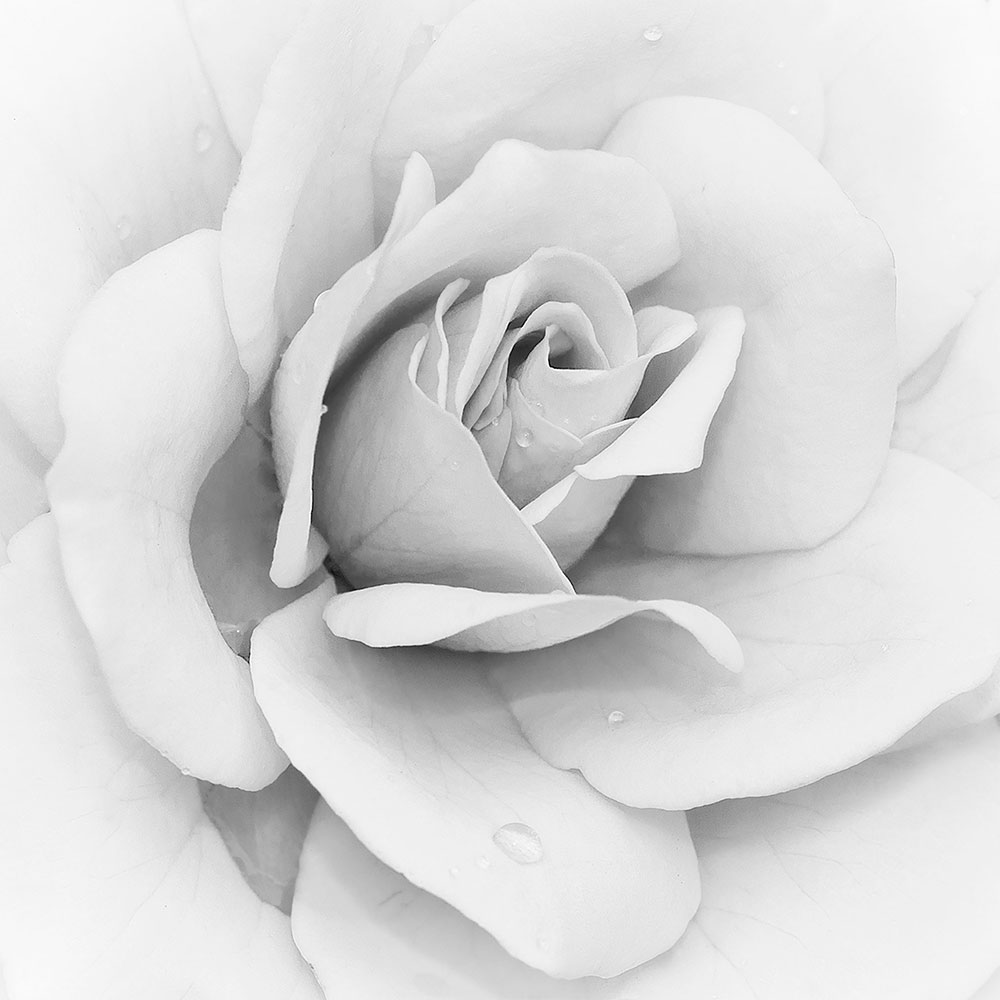 Fototapeten: Iceberg Rose