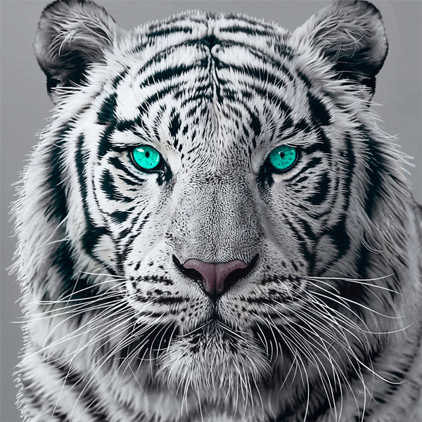 Fototapeten: White Tiger