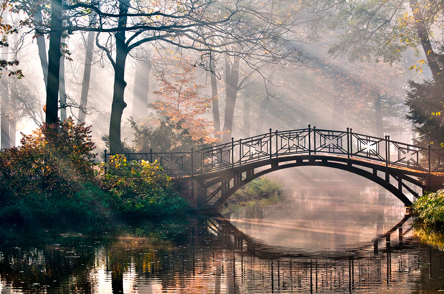 Fototapeten: Br&uuml;cke im Wald