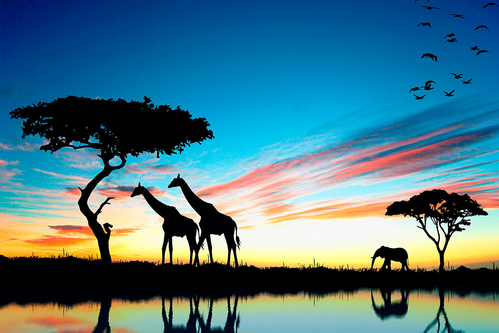 Fototapeten: Afrikanischer Sonnenuntergang
