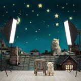 Fototapeten: Katze auf dem Dach 16