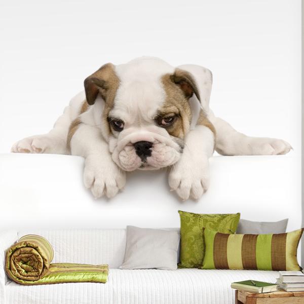 Fototapeten: Bulldog 0
