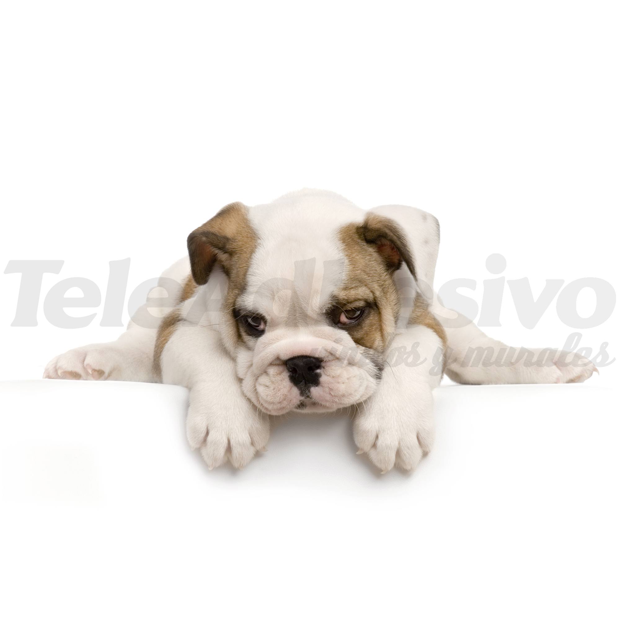 Fototapeten: Bulldog 