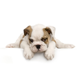 Fototapeten: Bulldog  2