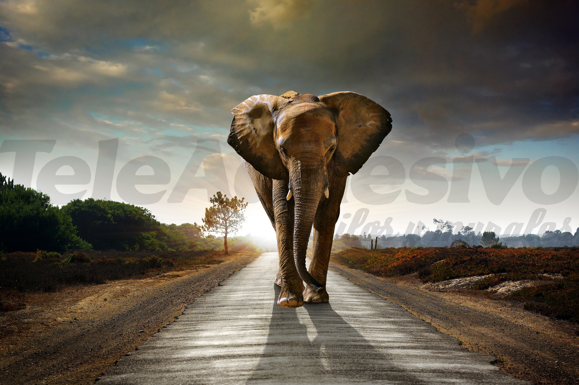Fototapeten: Elefant