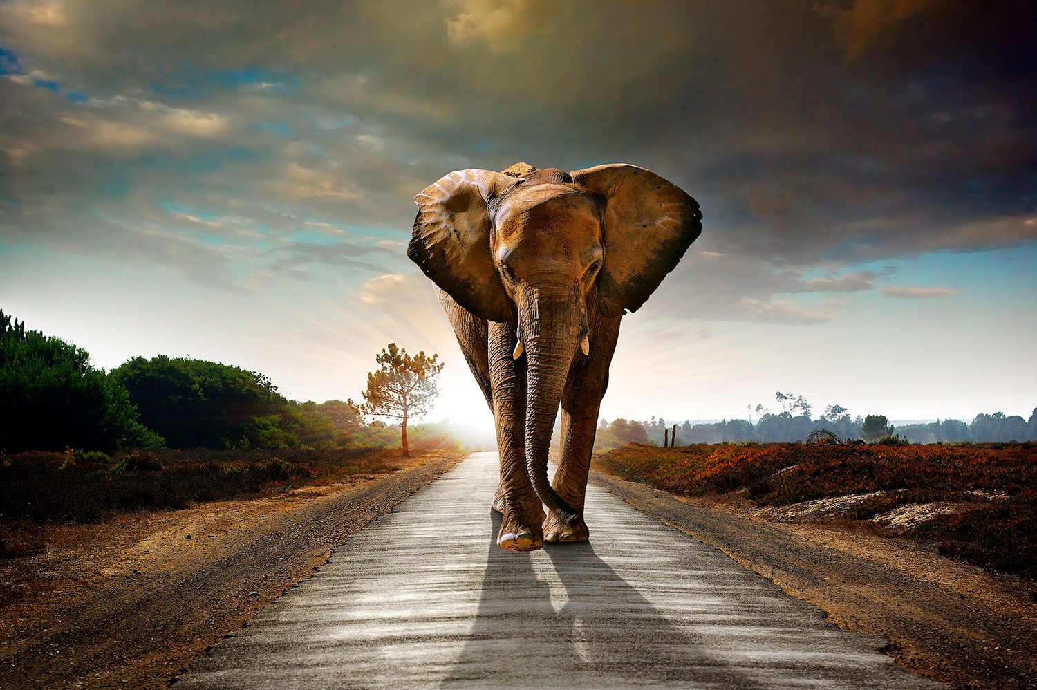 Fototapeten: Elefant