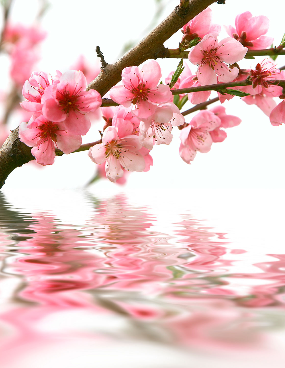 Fototapeten: Mandel-Blume