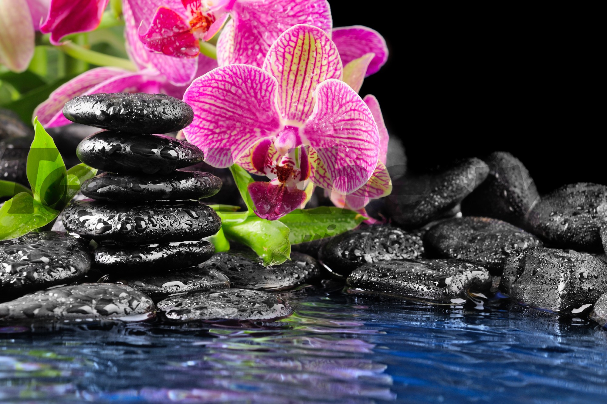 Fototapeten: Orchid und Basalt