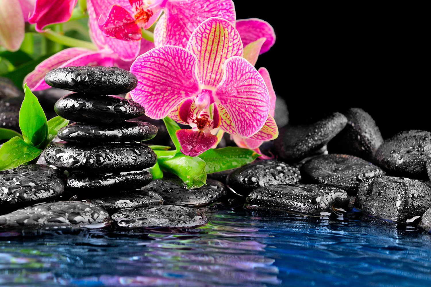 Fototapeten: Orchid und Basalt