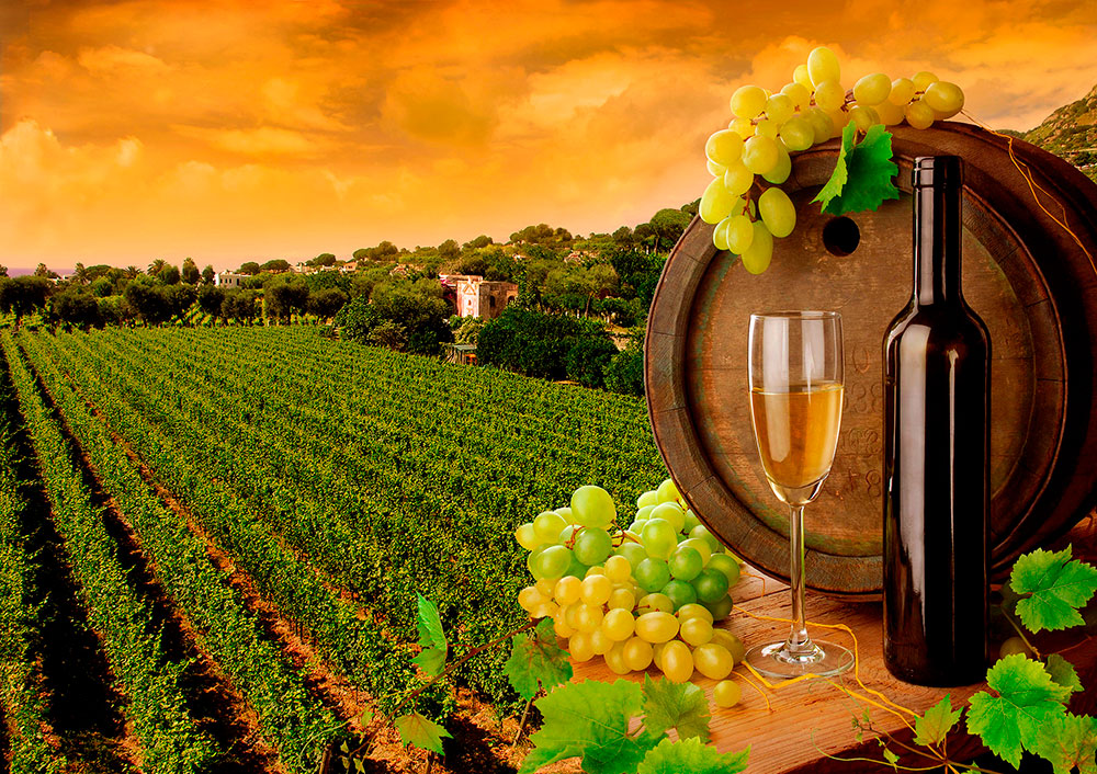 Fototapeten: Weinberge und Flaschen