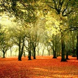 Fototapeten: Wald bei Sonnenuntergang 3