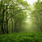 Fototapeten: Grüner Wald 2