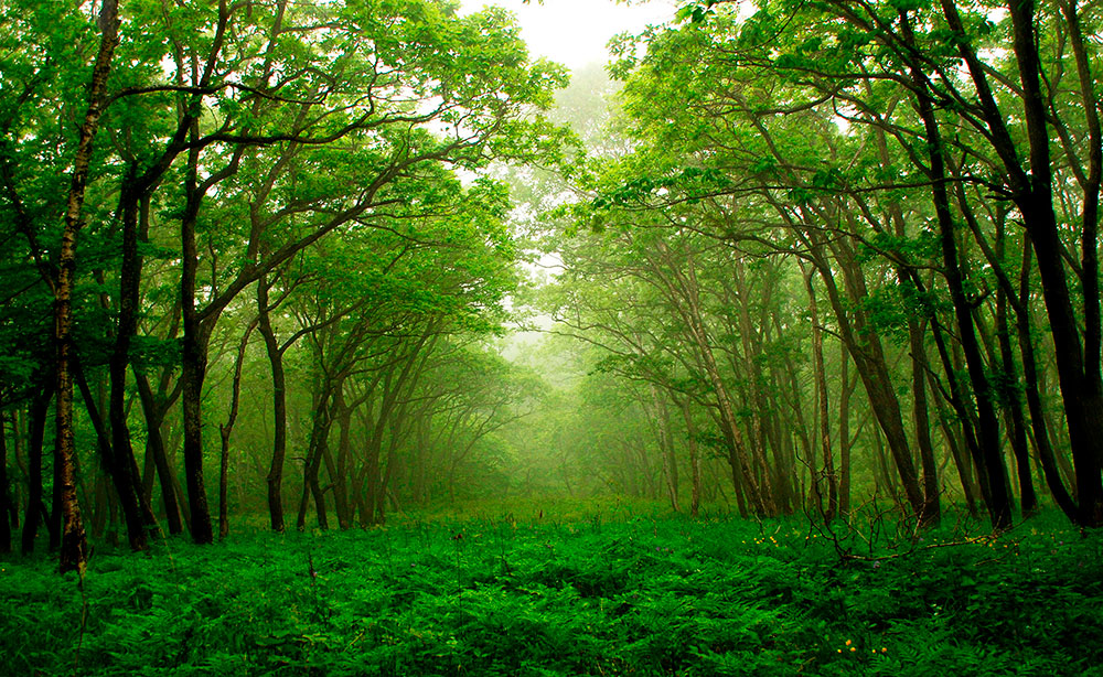 Fototapeten: Gr&uuml;ner Wald