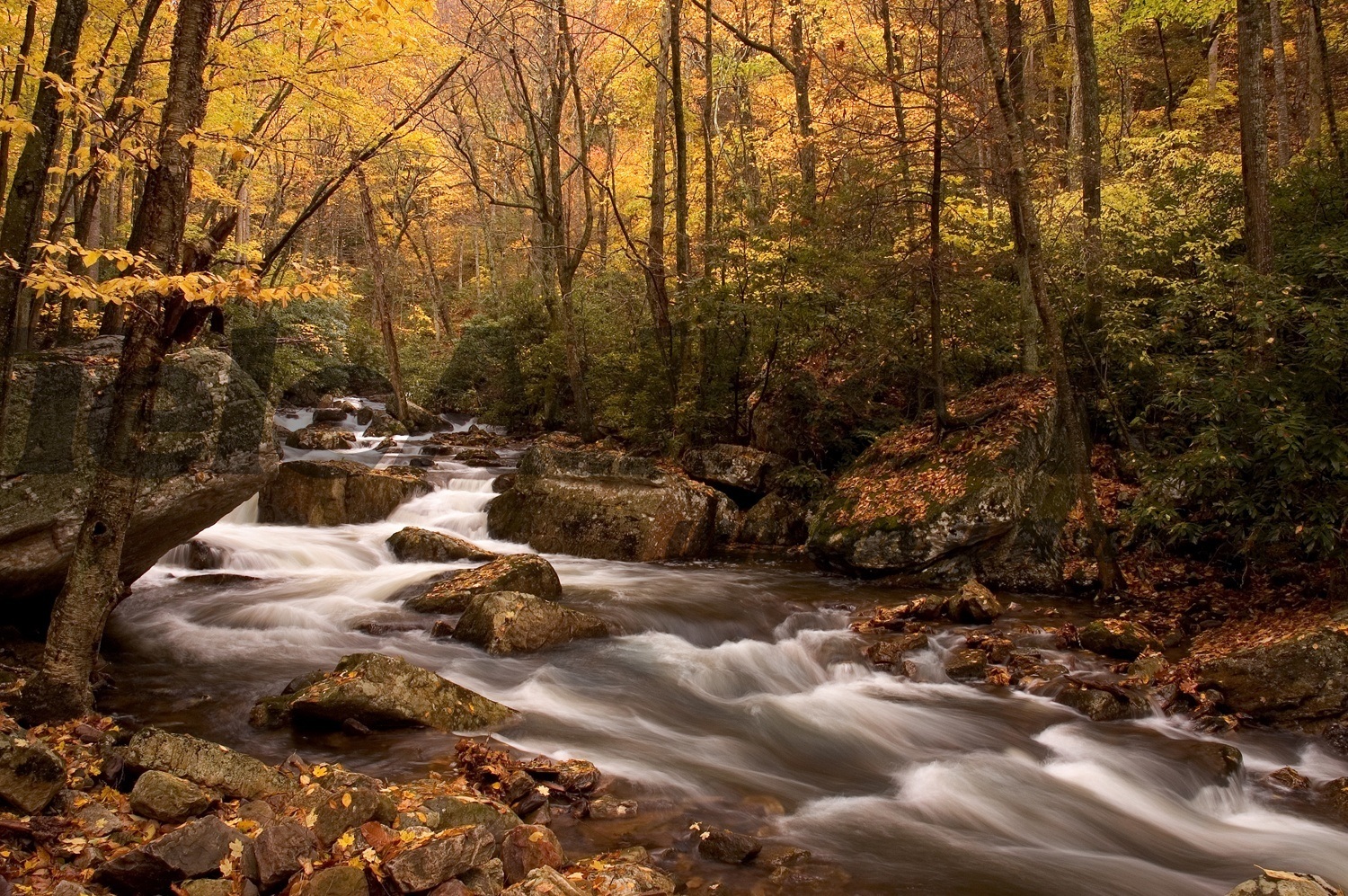 Fototapeten: Herbst Wald Fluss