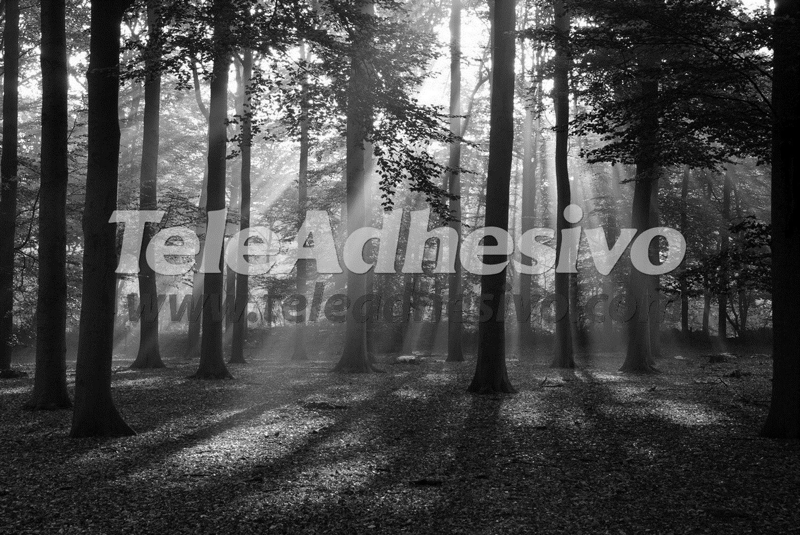 Fototapeten: Wald in Schwarz und Weiß