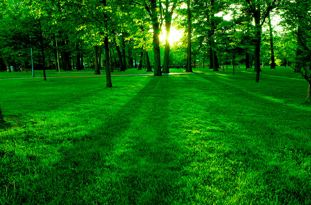 Fototapeten: Park bei Sonnenuntergang