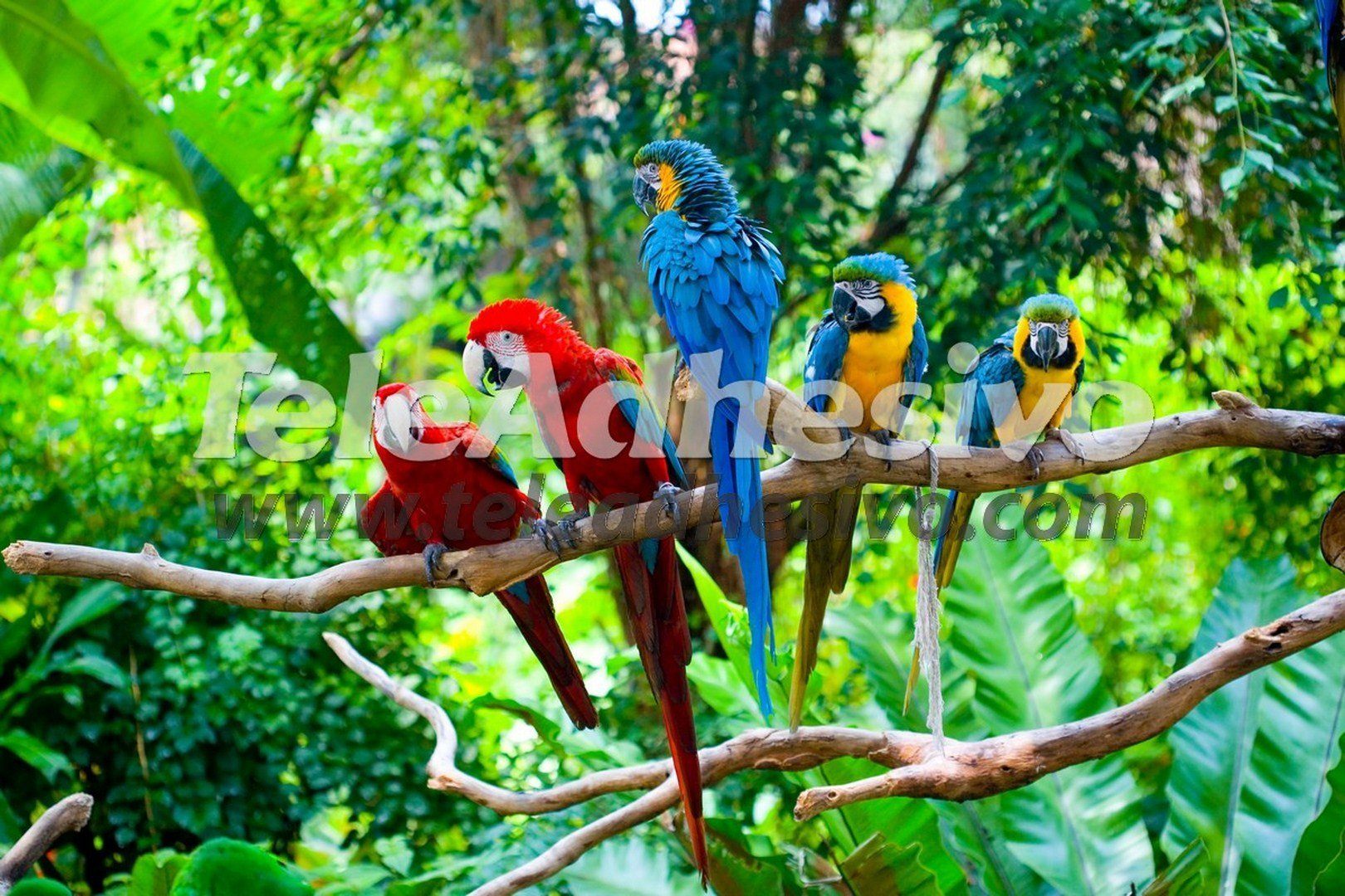 Fototapeten: Fünf Papageien