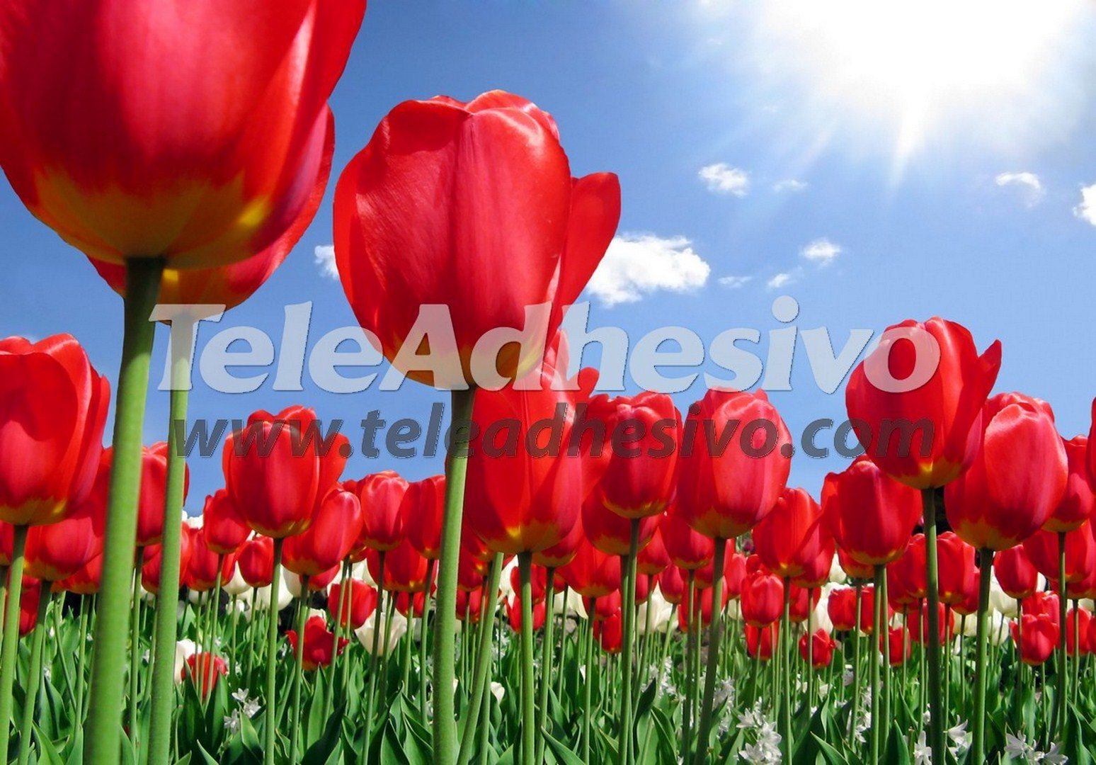 Fototapeten: Feld der Tulpen