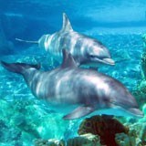 Fototapeten: Ein paar Delfine 3