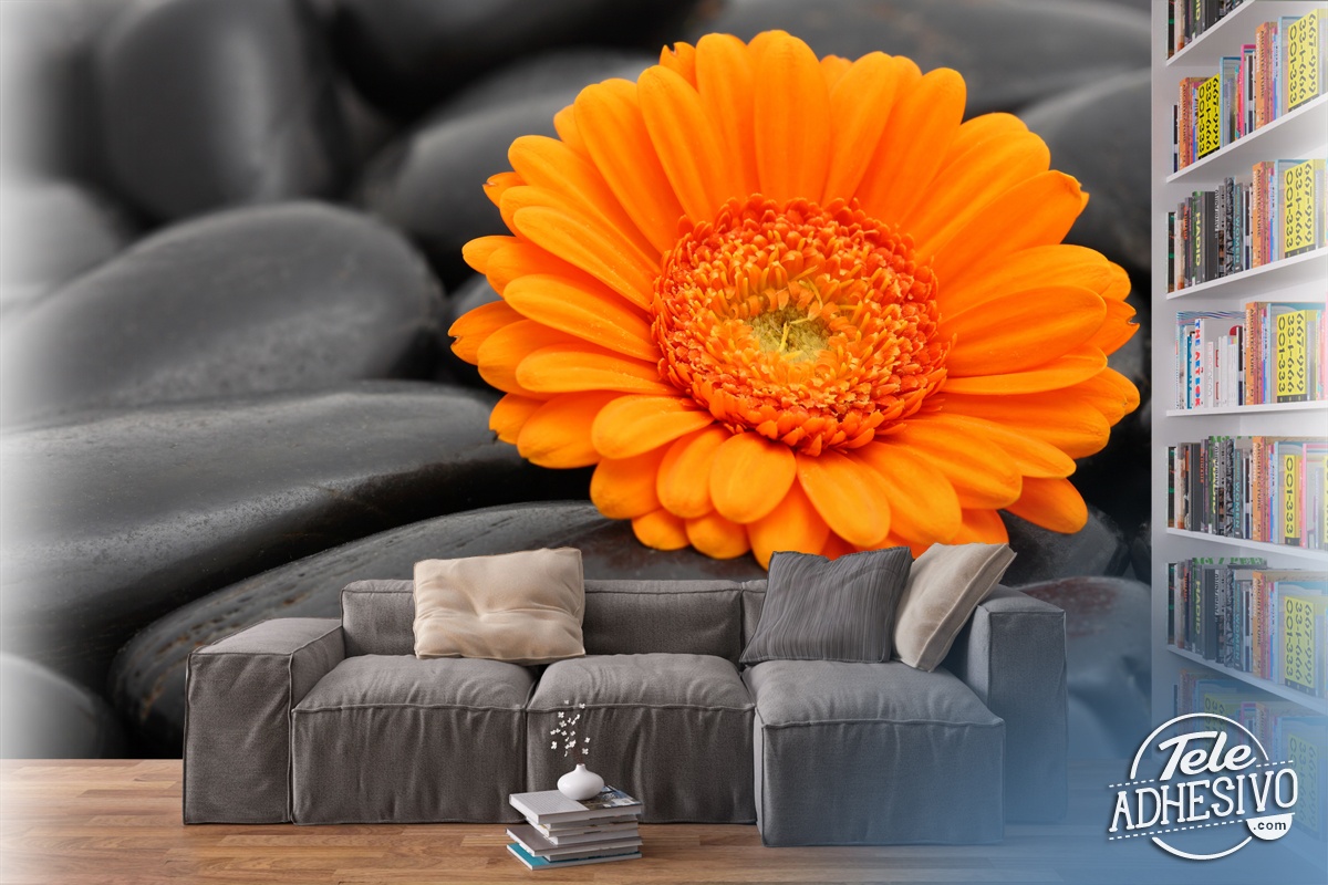 Fototapeten: Gerbera Orange