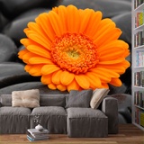 Fototapeten: Gerbera Orange 2