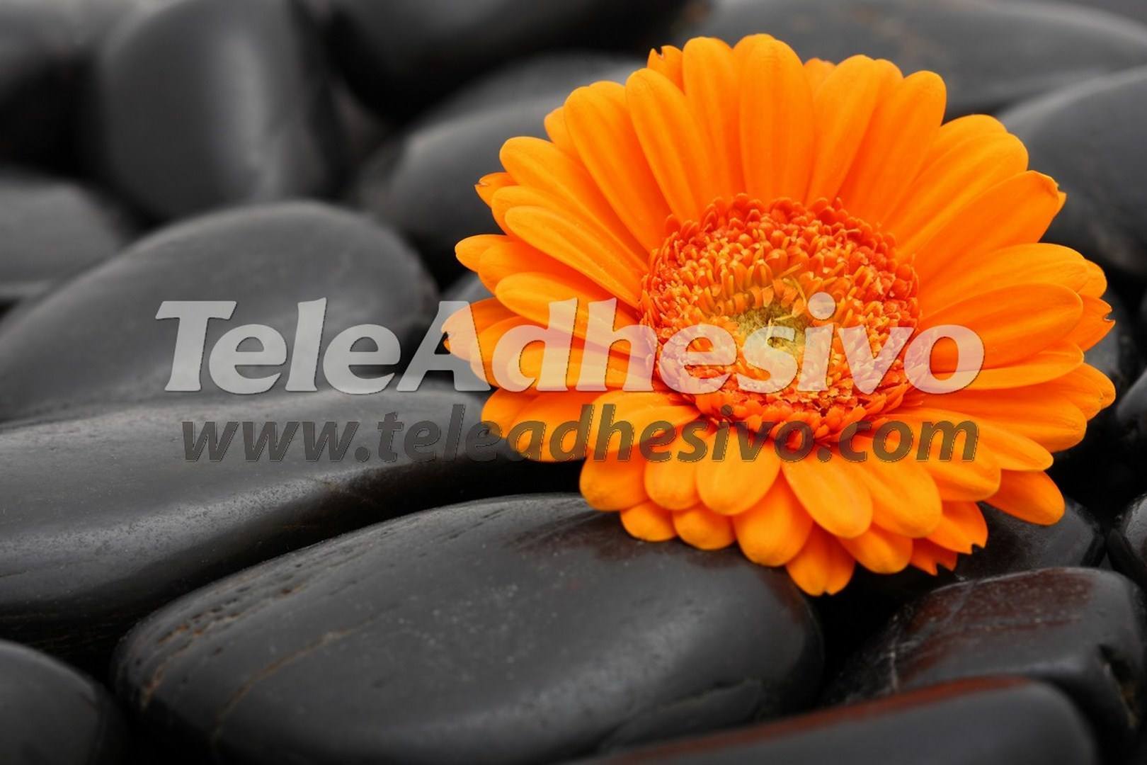 Fototapeten: Gerbera Orange