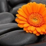 Fototapeten: Gerbera Orange 3