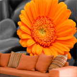 Fototapeten: Gerbera Orange 4