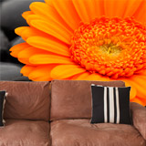 Fototapeten: Gerbera Orange 5