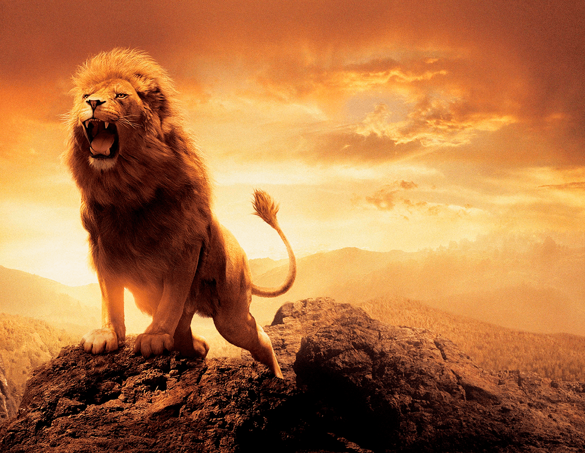 Fototapeten: Der König der Löwen
