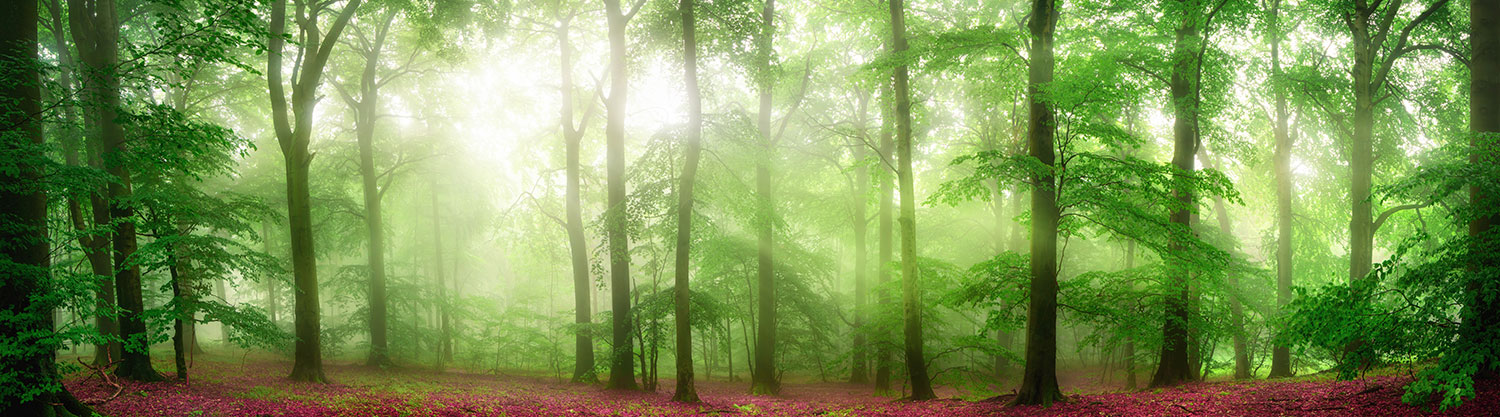 Fototapeten: Wald aus roten Bl&auml;ttern