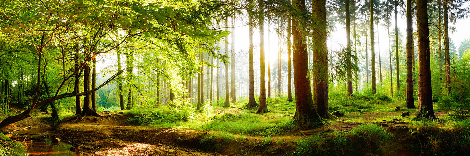 Fototapeten: Sonnenaufgang im Wald