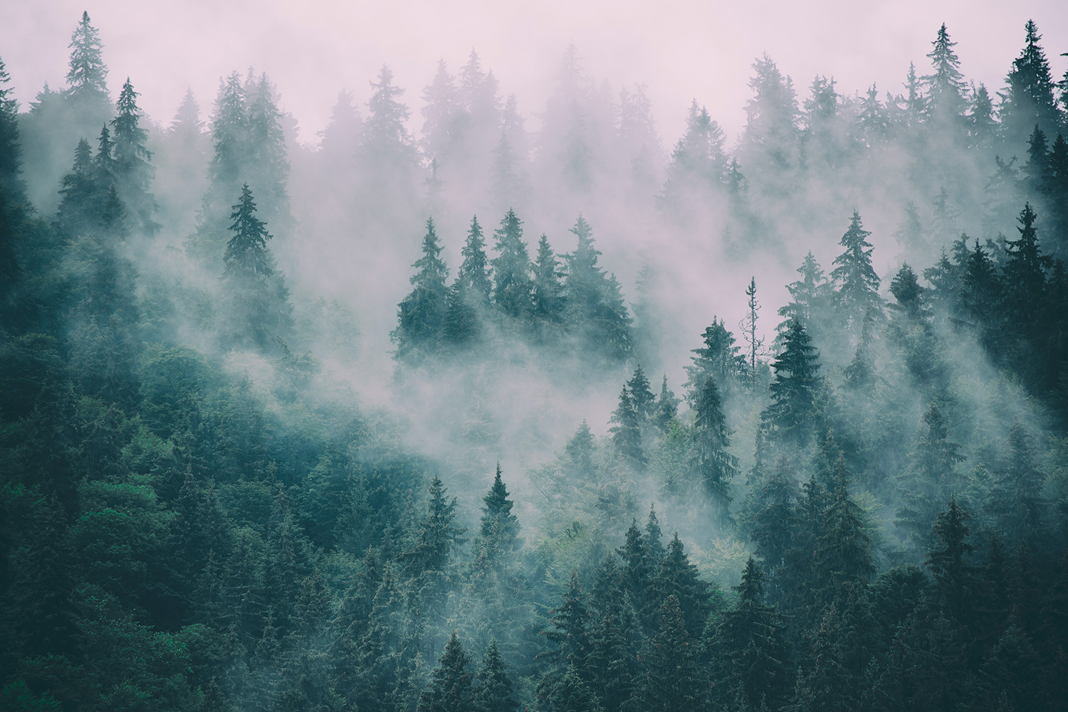 Fototapeten: Kiefern im Nebel