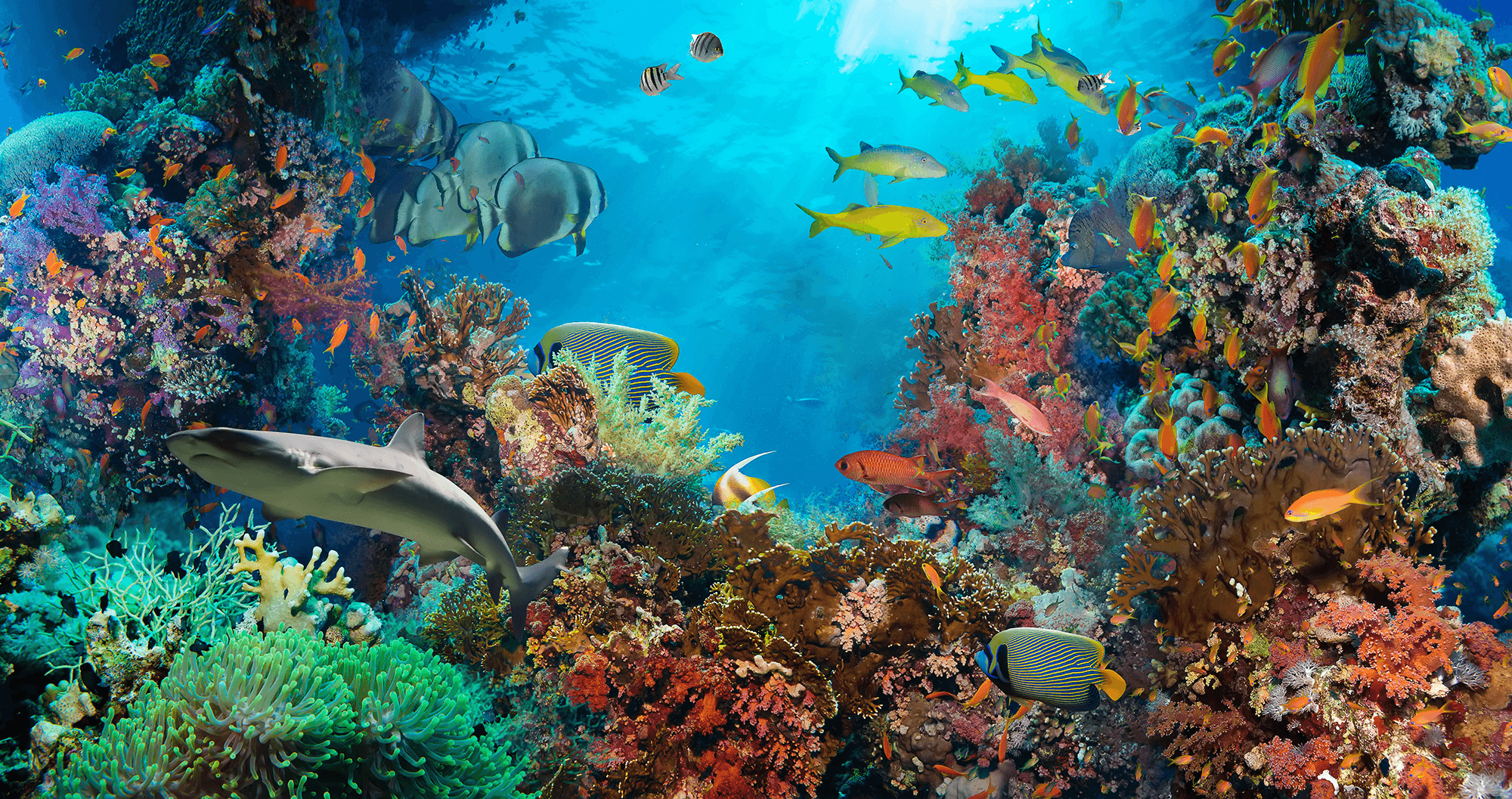 Fototapeten: Meeresboden