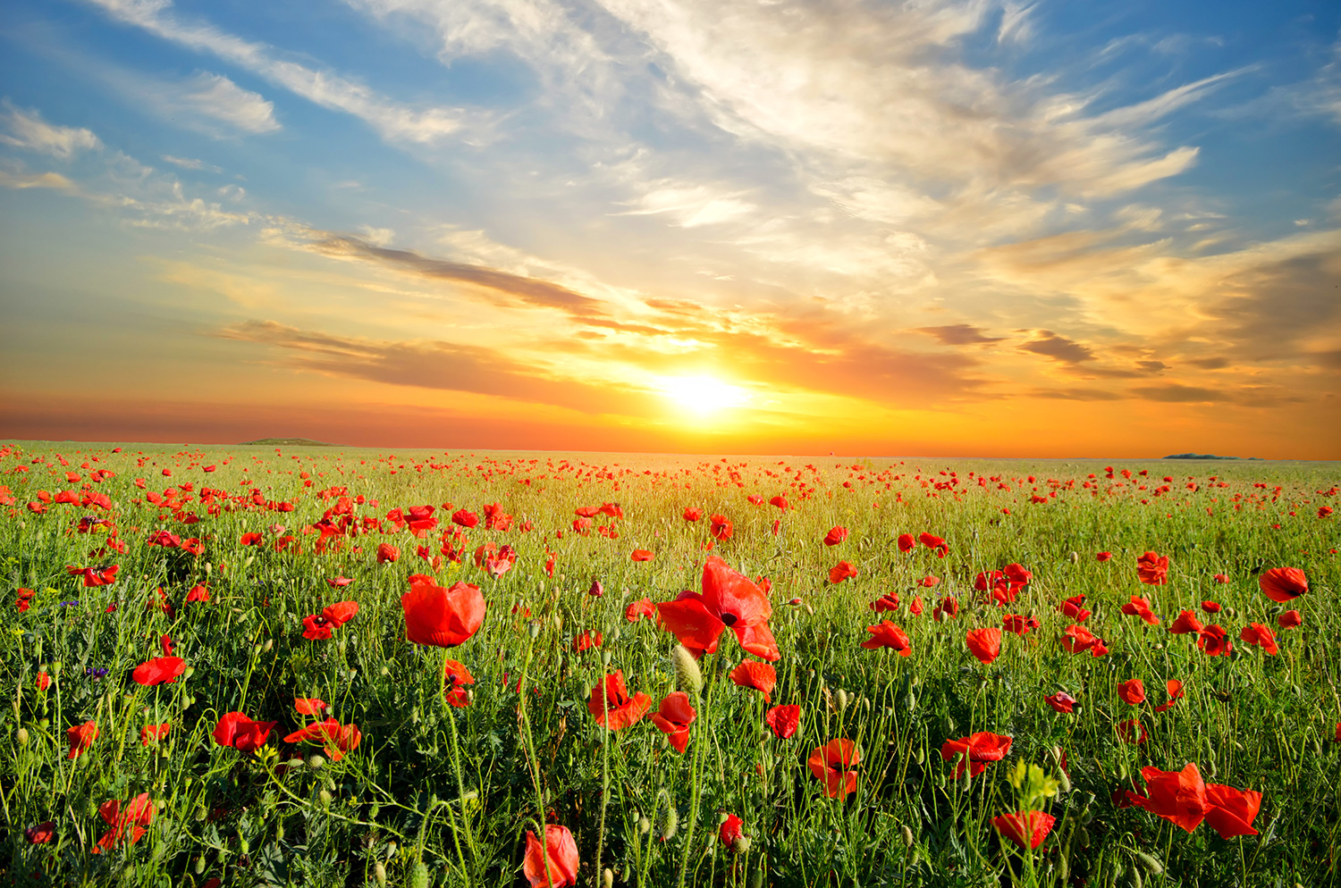 Fototapeten: Mohnblumen bei Sonnenuntergang