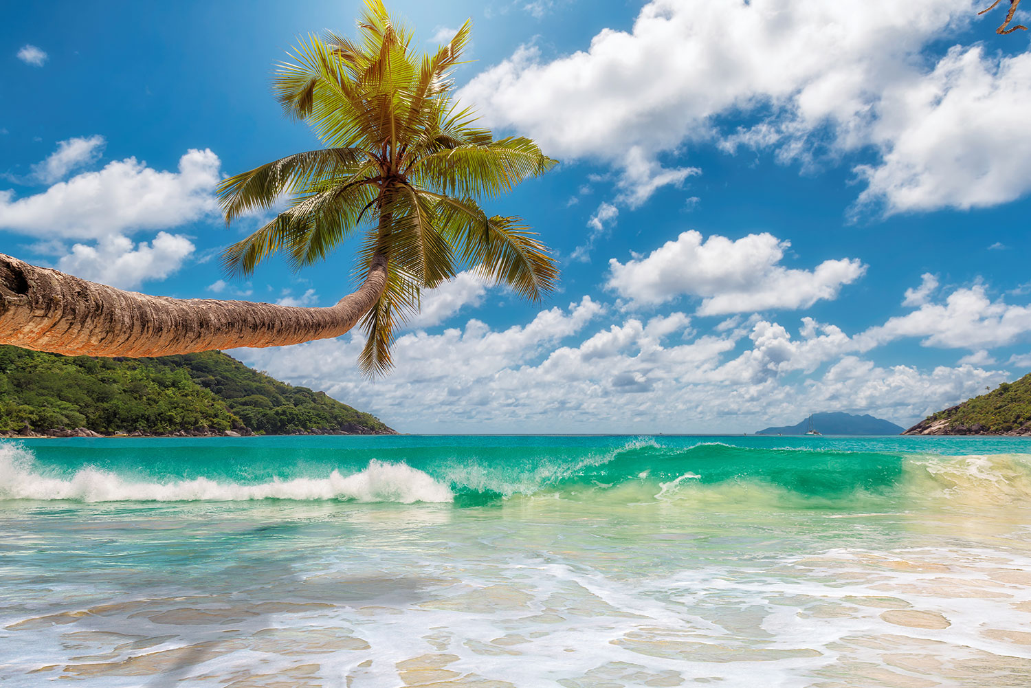 Fototapeten: Palme am Meer